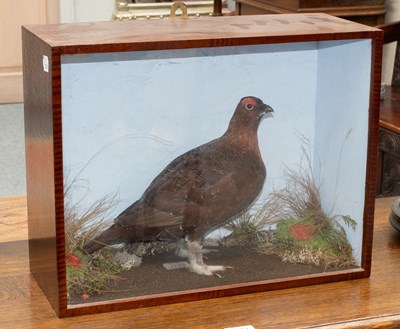 Lot 1301 - Taxidermy: A Cased Red Grouse (Lagopus...