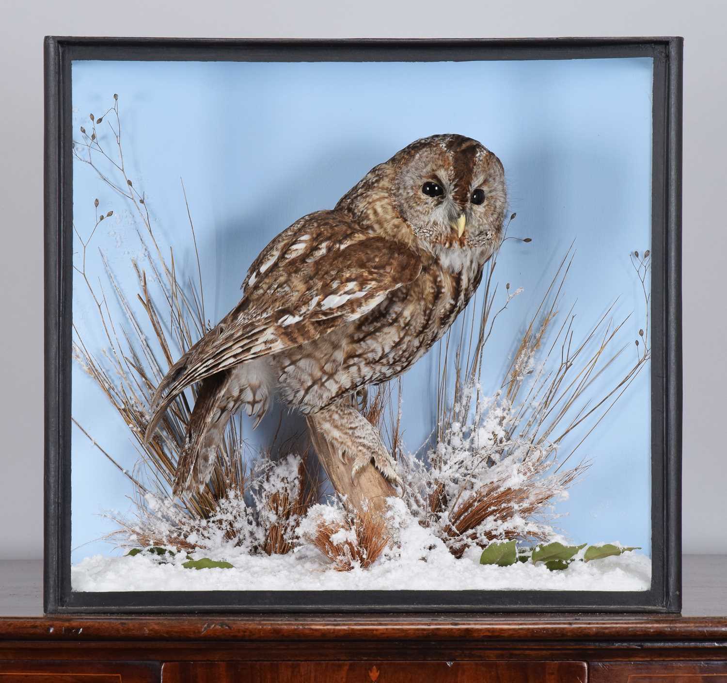 Lot 52 - Taxidermy: A Cased Tawny Owl (Strix aluco),...