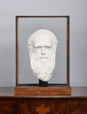 Lot 103 - Natural History: A Plaster Cast Bust of...