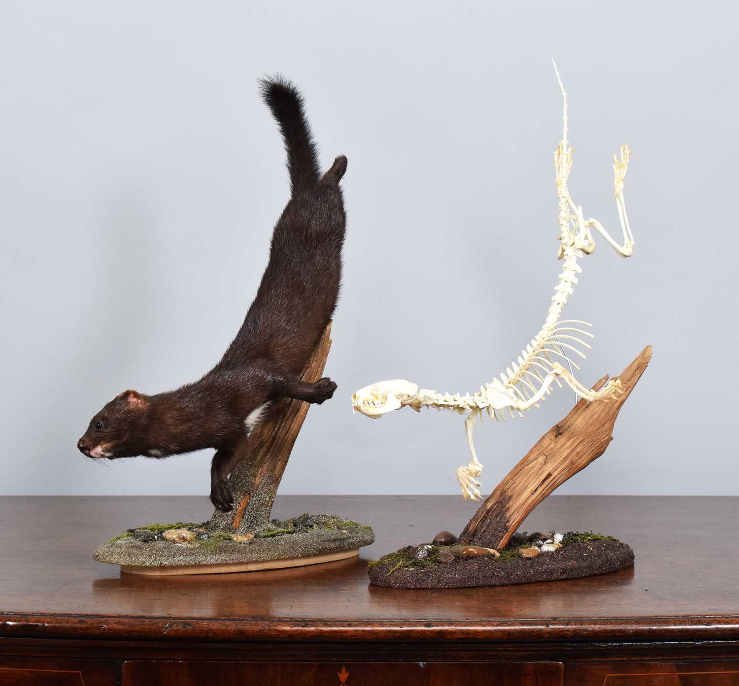 Lot 62 - Taxidermy: European Mink and Skeleton (Mustela...