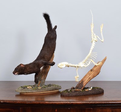 Lot 62 - Taxidermy: European Mink and Skeleton (Mustela...