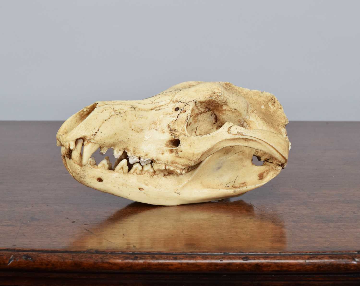Lot 92 - Natural History/Skulls: A Recreation of a...