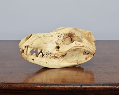 Lot 92 - Natural History/Skulls: A Recreation of a...