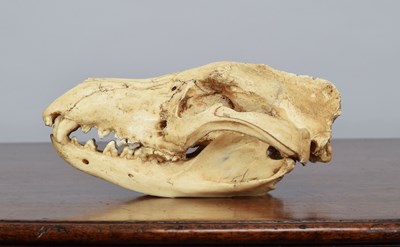 Lot 92 - Natural History/Skulls: A Recreation of a...