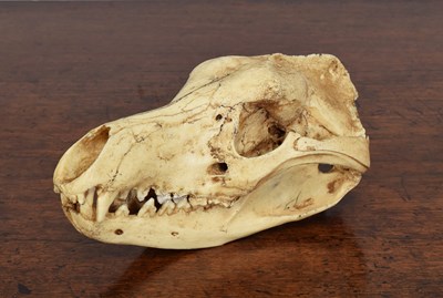 Lot 92 - Natural History/Skulls: A Recreation of a...