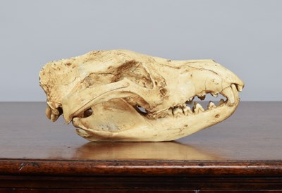 Lot 92 - Natural History/Skulls: A Recreation of a...