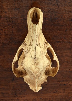Lot 92 - Natural History/Skulls: A Recreation of a...