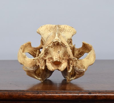 Lot 92 - Natural History/Skulls: A Recreation of a...