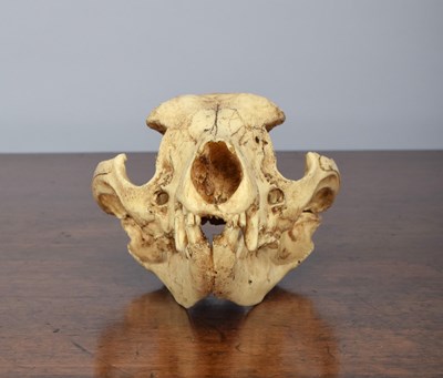 Lot 92 - Natural History/Skulls: A Recreation of a...