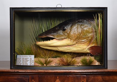 Lot 149 - Taxidermy: A Cast of the Legendary Bluebell...