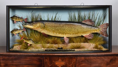 Lot 144 - Taxidermy: A Cased Northern Pike and Perch...