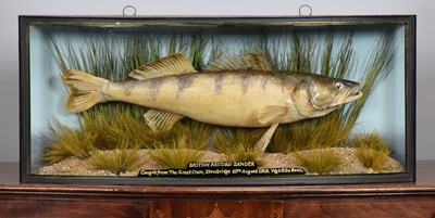 Lot 142 - Taxidermy: A Cased Ex British Record Zander...