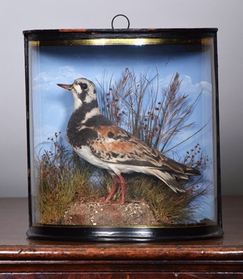Lot 38 - Taxidermy: A Cased Ruddy Turnstone (Arenaria...