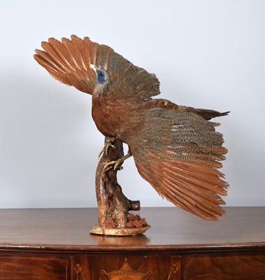 Lot 1297 - Taxidermy: Great Argus Pheasant (Argusianus...