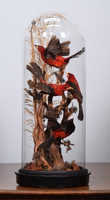 Lot 258 - Taxidermy: A Late Victorian Display of...