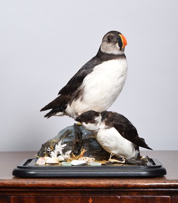 Lot 69 - Taxidermy: Atlantic Puffin and Little Auk...
