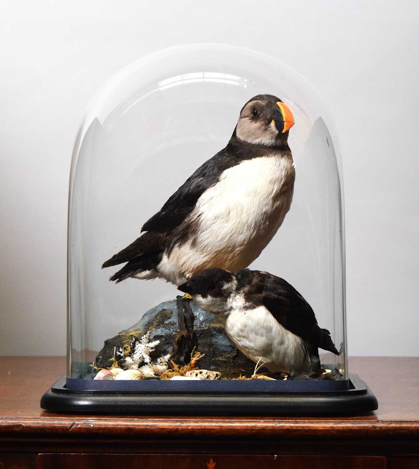 Lot 69 - Taxidermy: Atlantic Puffin and Little Auk...
