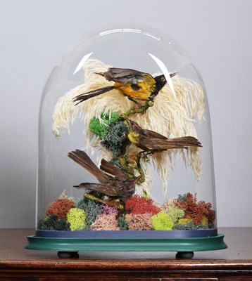 Lot 250 - Taxidermy: A Late Victorian Dome of South...
