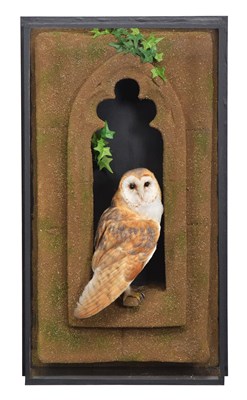 Lot 152 - Taxidermy: A Wall Cased Barn Owl (Tyto alba),...