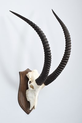 Lot 1287 - Antlers/Horns: Southern Sable Antelope Horns...