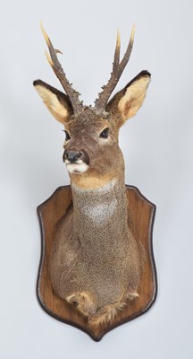Lot 55 - Taxidermy: Scottish Roebuck (Capreolus...