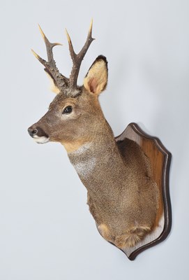 Lot 55 - Taxidermy: Scottish Roebuck (Capreolus...