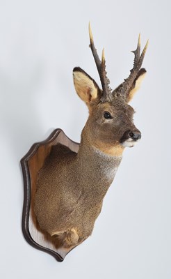 Lot 55 - Taxidermy: Scottish Roebuck (Capreolus...