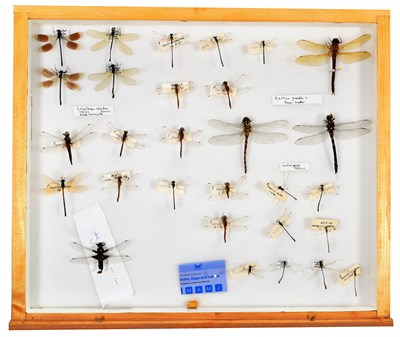 Lot 50 - Entomology: A Collection of World Butterflies,...