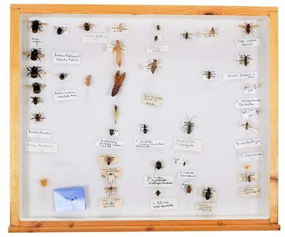 Lot 50 - Entomology: A Collection of World Butterflies,...