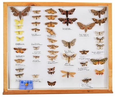 Lot 50 - Entomology: A Collection of World Butterflies,...