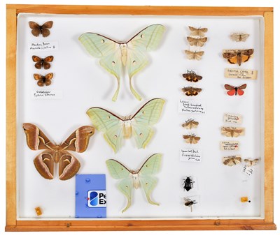 Lot 50 - Entomology: A Collection of World Butterflies,...