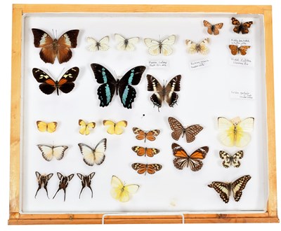 Lot 50 - Entomology: A Collection of World Butterflies,...