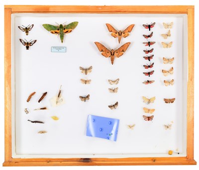 Lot 50 - Entomology: A Collection of World Butterflies,...