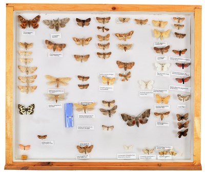 Lot 50 - Entomology: A Collection of World Butterflies,...