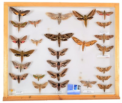 Lot 50 - Entomology: A Collection of World Butterflies,...