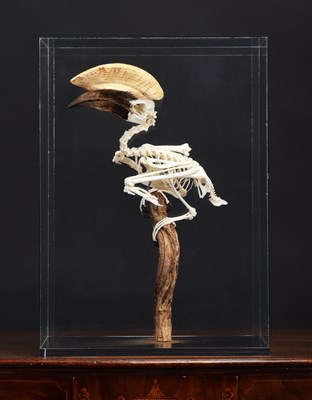 Lot 109 - Skeletons/Anatomy: A Cased White-thighed...