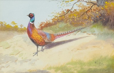 Lot 317 - Philip Rickman (1891-1982) "Cock Pheasant"...