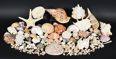 Lot 110 - Conchology: A Large Collection of World...