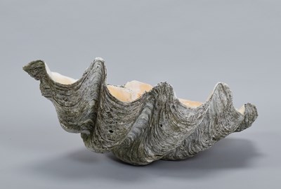 Lot 101 - Conchology: Giant Clam Shell (Tridacna gigas),...