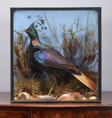 Lot 118 - Taxidermy: A Late Victorian Cased Himalayan...