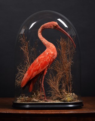 Lot 151 - Taxidermy: A Late Victorian Scarlet Ibis...