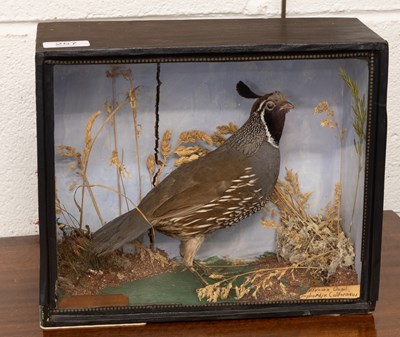 Lot 257 - Taxidermy: A Cased Late Victorian California...