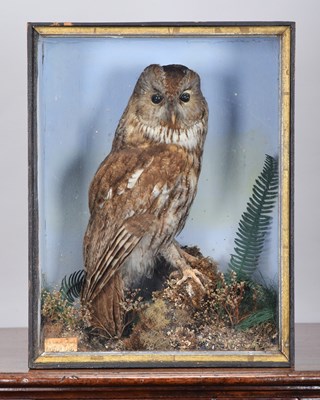 Lot 261 - Taxidermy: A Cased Late Victorian Tawny Owl...