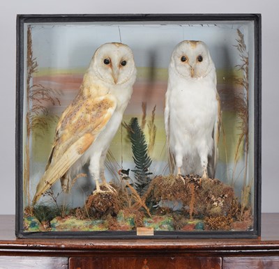 Lot 260 - Taxidermy: A Late Victorian Cased Pair of Barn...