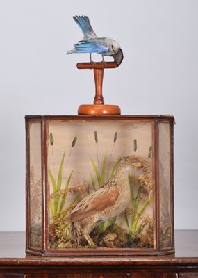 Lot 263 - Taxidermy: A Late Victorian Cased Corncrake...