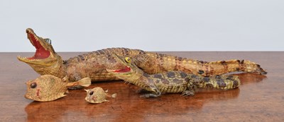 Lot 268 - Taxidermy: American Alligators and a Pair of...
