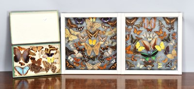 Lot 262 - Entomology: A Display of Tropical Butterflies...
