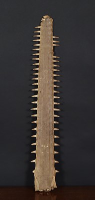 Lot Natural History: A Late 19th Century Sawfish...