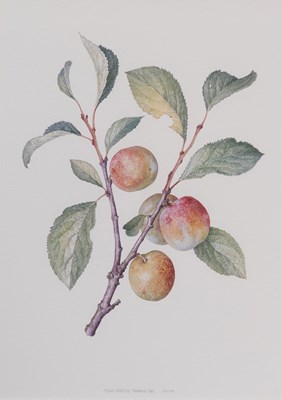 Lot 1163 - Bridget Gillespie (b.1962) "Prunus domestica...
