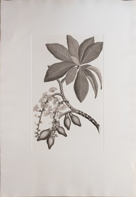 Lot 1244 - A Collection of Unframed Botanical Engravings...